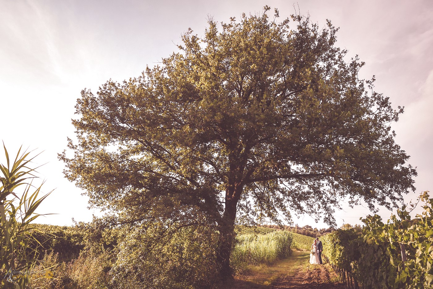 Some photos in the vineyards