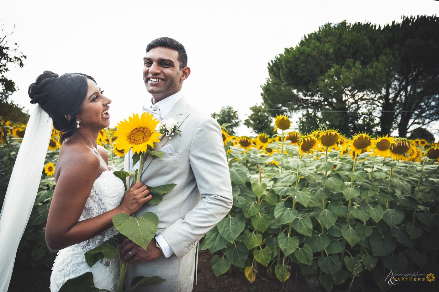 Sunflowers spot